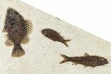 Multiple Fossil Fish (Cockerellites & Knightia) - Wyoming #370875-1